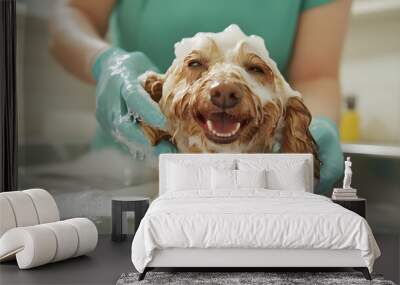 professional pet groomer giving a bath Wall mural