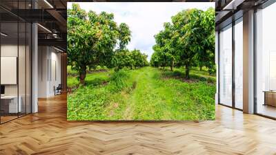 Mango orchards Wall mural