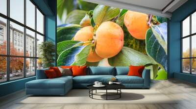 Persimmon tree with fruit Wall mural