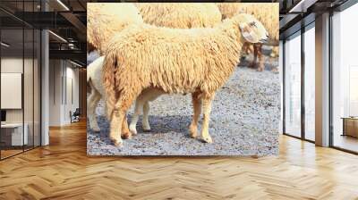 Sheeps Wall mural