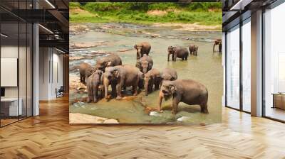 Elefants pride tekingg bath in the local river water in Sri-Lanka, Pinnawela Wall mural