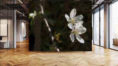 A close-up shot of two cherry tree flowers on a branch against a dark background. Shallow depth of field, copy space Wall mural