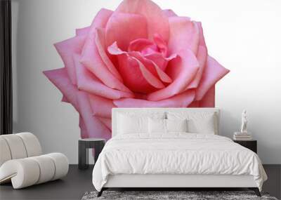 isolated pink rose on a white background Wall mural