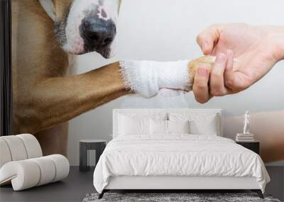 Medical treatment of pet concept: bandaging a dog's paw. Hands applying bandage on a wounded body part of a dog, close-up shot Wall mural