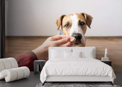 Trained intelligent dog taking food from human. Owner gives treat to a staffordshire terrier puppy indoors Wall mural