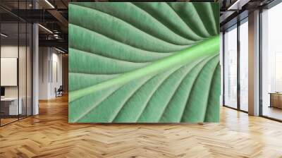 Macro of light green leaf nature background, copy space, pattern, wallpaper Wall mural