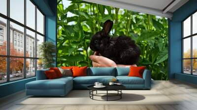 Baby black rabbit in the hands Wall mural