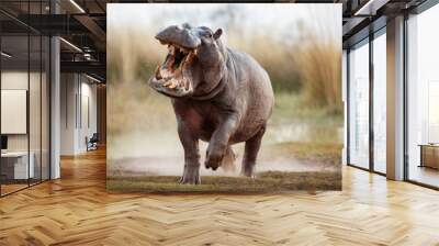 aggressive hippo male attacking the car. huge hippo male intimidating the opponent. wild animal in t Wall mural