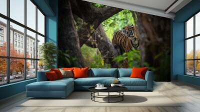 Amazing tiger in the nature habitat. Tigers pose during the golden light time. Wildlife scene with danger animal. Hot summer in India. Dry area with beautiful indian tiger. Panthera tigris. Wall mural