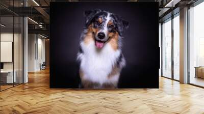 Australian Cattle Dog close up portrait on dark background close up portrait on dark background Wall mural