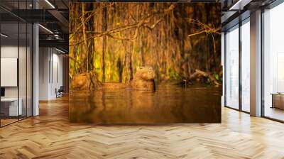 Capybara in the nature habitat of northern pantanal. Biggest rondent, wild america, south american wildlife, beauty of nature. Wall mural