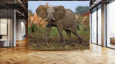 Elephant in the beautiful nature habitat, this is africa, african wildlife, endangered species, wild tanzania Wall mural