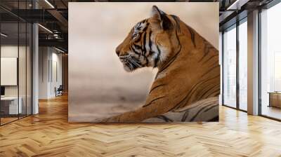 Nice tiger portrait in Ranthambhore National Park in India/Nice tiger portrait in Ranthambhore National Park in India Wall mural