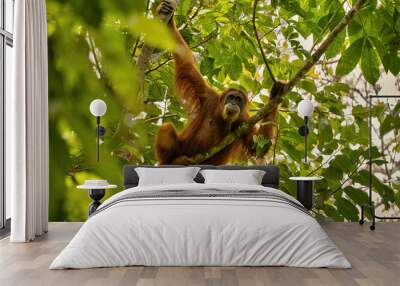 Sumatran orangutan in its whole beauty. Amazing sumatran jungle. Beautiful sumatran wildlife. Adventure paradise. Rare  and endangered species. Pongo abelii. Wall mural