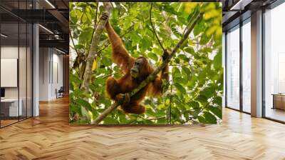 Sumatran orangutan in the nature habitat. Amazing sumatran jungle. Beautiful sumatran wildlife. Adventure paradise. Rare  and endangered species. Wall mural