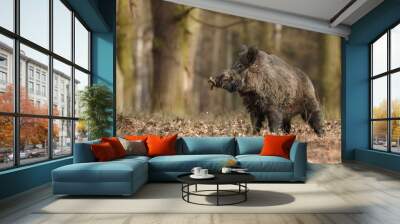 Wild boar/wild boar Wall mural