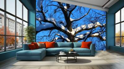 Oak tree covered with snow in winter against a blue sky Wall mural