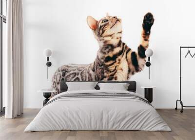 Bengal cat scratching with his paw and looking up, isolated on white Wall mural