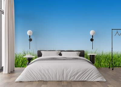 green grass on blue clear sky, spring nature theme. panorama Wall mural