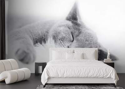 Young cute cat resting on white fur Wall mural