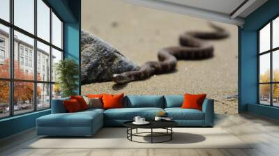 snake on the beach Wall mural