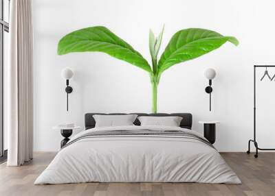 Leaves isolated on a white background Wall mural