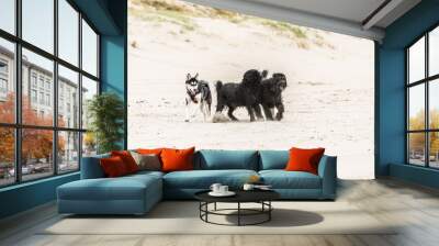 Close up of beautiful Siberian husky with bright blue eyes playing with two Bouviers with long-haired wet fur full of sand and splashing sand by the paws on a sandy beach against blurred background Wall mural