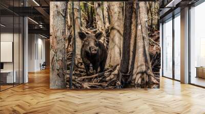 Wlid boar sus scrofa in the swamps of Louisiana Bayou in the vecinity of New Orleans Wall mural