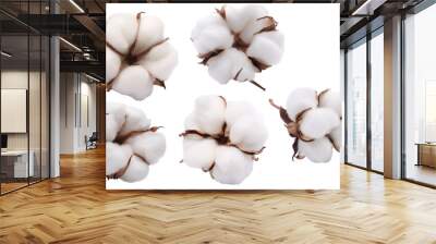 Different cotton flowers isolated on light gray background flat lay. Delicate white fluffy cotton. Collection of cotton plants, dry bud. Cut flower for design, layout, template Wall mural