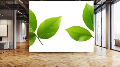 wet green leaves isolated on white background, top view Wall mural