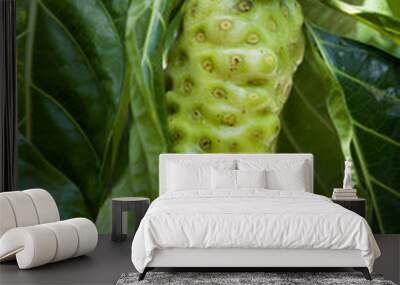 some noni fruit Wall mural