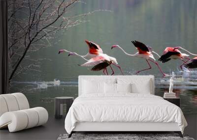 flamingoes walking on water at bogoria Wall mural