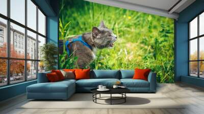 Gray pet cat with leash wandering in backyard. Young cute male cat wearing a harness go on lawn having lifted tail. Pets walking outdoor adventure on green grass in park. Wall mural