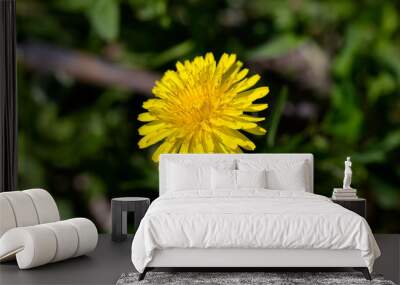 Yellow dandelion on the green background Wall mural