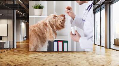 Dog during taking medicine Wall mural