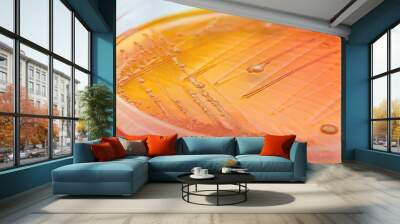 orange bacteria Wall mural