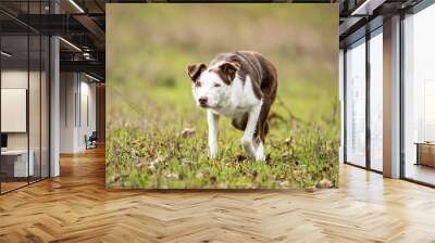 purebred herding border collie sheepdog in stalking mode posture Wall mural