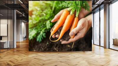 Farmer s hands holding freshly harvested organic carrots with soil, farm-to-table produce, natural farm freshness Wall mural