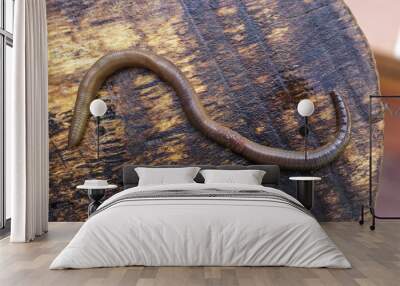 Close Up of Brown Earthworm on Damp Wooden Board Wall mural