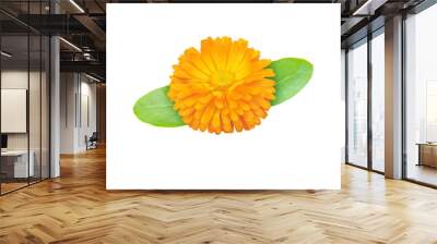 Calendula officinalis bright orange flower with leaves isolated transparent png. Marigold flowering medicinal plant. 
 Wall mural