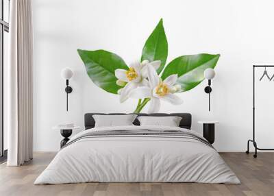 Neroli blossom branch with white flowers, buds and leaves isolated transparent png. Orange tree citrus bloom. Wall mural