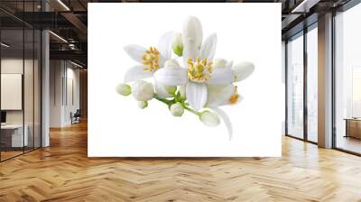 Neroli blossom. Citrus bloom. Orange tree white flowers and buds bunch isolated transparent png. Wall mural