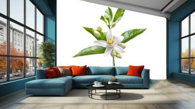 Orange blossom branch with white flowers, buds and leaves isolated transparent png. Neroli citrus bloom. Wall mural