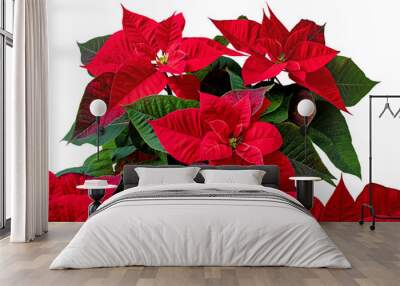 Poinsettia or Flor de Pascua flower isolated transparent png. Red euphorbia pulcherrima plant. Wall mural