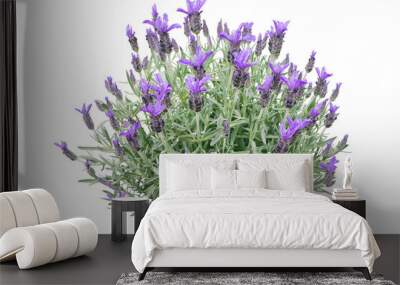 spanish lavender or lavandula stoechas plant isolated transparent png. french or topped lavender flo Wall mural