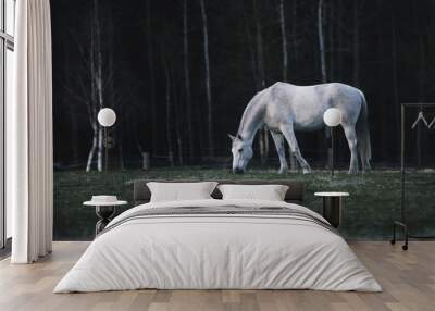 the white horse has a bowed head so that it can graze on the green grass near the forest. The horse is free and enjoys a spring day on the pasture. White birches stand behind the horse in the forest. Wall mural