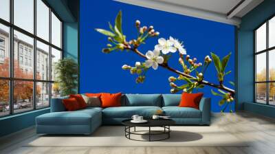 A branch of a blossoming cherry on a bright blue sky. Sunny day. Focus on the blossoming flowers. Wall mural