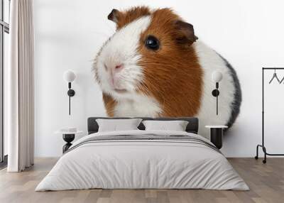 guinea pig Wall mural