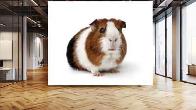 Guinea pig Wall mural