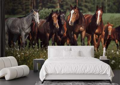 A herd of young horses on pasture Wall mural